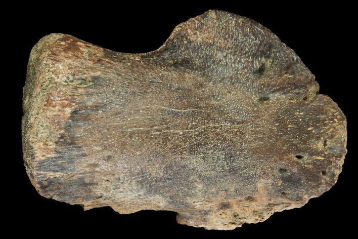 Juvenile Hadrosaur Ungual (Foot Claw) - Montana #96957
